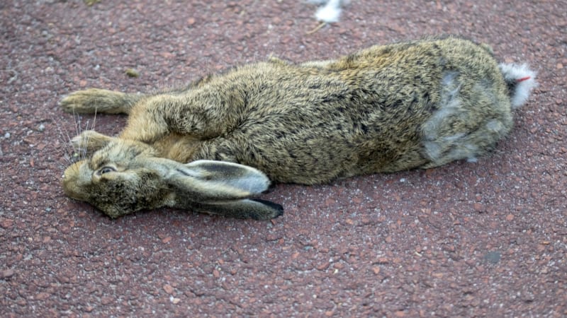 Poplach na Kroměřížsku: Uhynulý zajíc trpěl nakažlivou brucelózou, nemoc napadá i orgány lidí