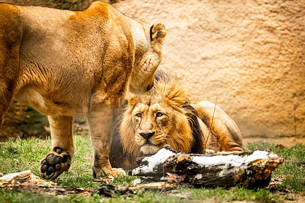 Lvice se samci podřídila, hlásí zoo. V Ostravě spojili chovný pár lvů indických